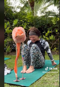 (Видео) Фламинго и се придружи на жена додека вежбаше јога во парк